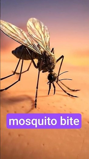 How Do Mosquito Bites Actually Work?