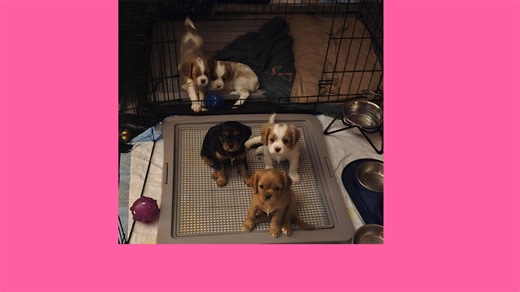 ❤️ Meet Ruby – Cavalier King Charles Spaniel Puppy ❤️ Born on August...