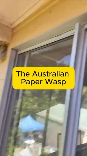 Australian paper wasps - they certainly have mastered the “don’t mess with my nest” energy but you don’t want them hanging around for too long as they pack a nasty sting. If you’ve spotted one setting up near your home or business, give us a call. We’ll safely take care of it before it becomes a bigger problem. #flashpestcontrol #pestcontrol #pestcontrolservices | Flash Pest Control | Facebook