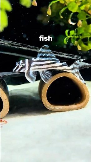 This extremely rare zebra pleco is very special 🤩#fishtank #aquarium #fishfood #pleco #zebrapleco