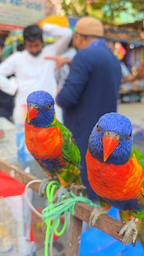 Rainbow lorikeet bird in mirpur pakhir haat. #parrot #reels #birds #viral #পাখি | Exotic Pets Aviary