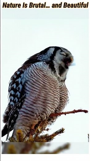 What Happens When a Fierce Owl Eats Its Prey Whole? | Wild Owl Hunting Behavior