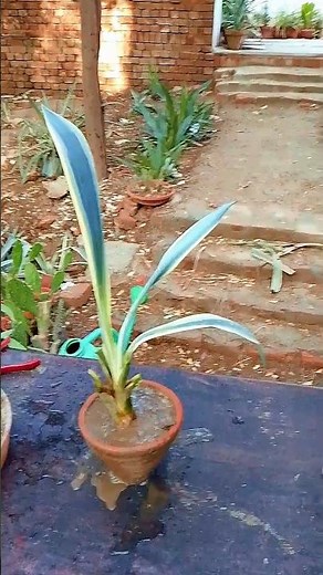 From Ground to Pot 🌿 | Agave Americana's New Home!