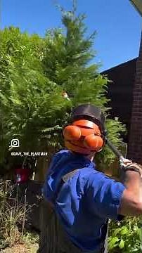 How to prune big conifers