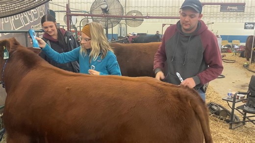 8.7K views · 58 reactions | We were jackpotting today in Brandon, tomorrow is the Angus Show. If you can’t make it you can tune in and watch on DLMS | Anderson Cattle Company Inc. | Facebook