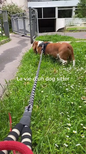97K views · 4.4K reactions | Hubert veut plus se faire tripoter #weee, #wee, #funny, #fails, #fail, #memes, #viral, #best, #againstbullying, #dog, #animals, #jump, #cat, #reels, #compilation, #slip, #weeememes, #meme, #instagram, #water, #yeet, #fly, #slide, #laugh, #broke, #pool, #bike, #scream, #bowling, #nuts | Tibod_ | Facebook