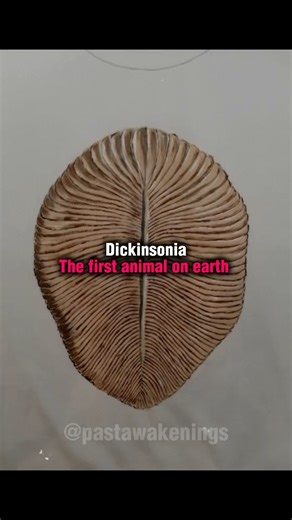 The First Animal To Ever Live On Planet Earth.. #prehistoricanimals #dinosaur