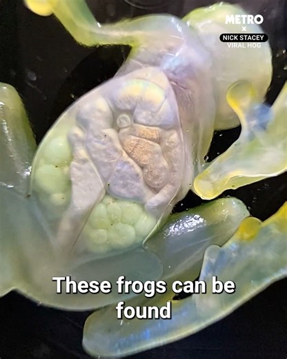 It's like watching an x-ray | Metro