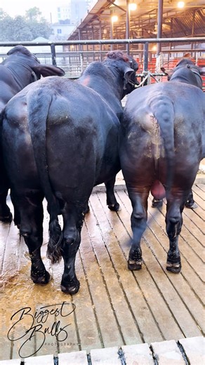 Group of Brahman x Holstein bulls, bred and raised by Brownie's Ranch | Biggest Bulls Photography