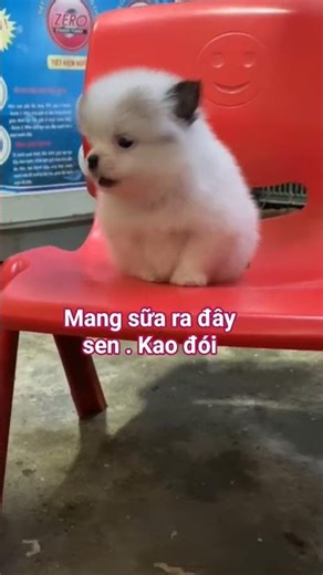 Cái Bụng Đói đòi ăn #kenoc #cute #dog