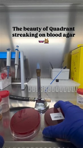 Quadrant Streaking It is the most commonly used and the most preferred method where four equal-sized sections of the agar plate are streaked. It is also referred to as the “four-quadrant streak” or “four sectors” or “four-way streak” method. In this method, each plate is divided into four equal sectors and each adjacent sector is streaked sequentially. The sector which is streaked first is called the first sector or the first quadrant, and it has the highest concentration of inoculum. Gradually