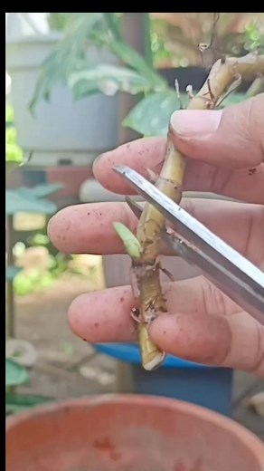 186K views · 1K reactions | Node cuttings | propagation technique | Syngonium Frosted heart #gardening #fblifestyle #tipsandtricks #plantingtips #plantpropagation Mamalyn's Garden | Mamalyn's Garden | Facebook