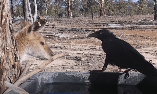 Crow Removing Ticks From A Wallabies’ Head Is Wildly Fascinating