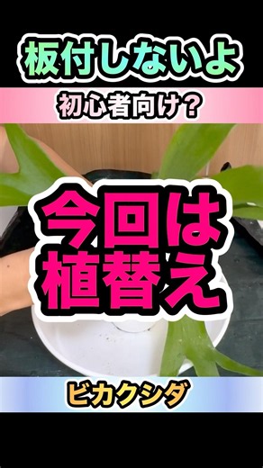 ビカク番外編【板付しない！今回は鉢植え！】初心者向け？ #ビカクシダ #コウモリラン #ビカクシダ初心者 #観葉植物 #観葉植物のある暮らし #植え替え #鉢植え #板付け #platycerium