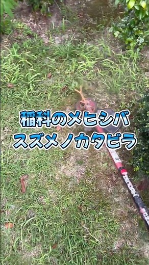 イネ科の種類でお手入れが変わる#芝刈り#草刈り
