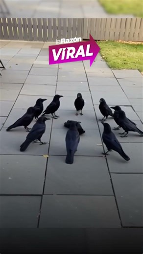 Si ves cuervos reunidos, podrías estar siendo analizado por ellos