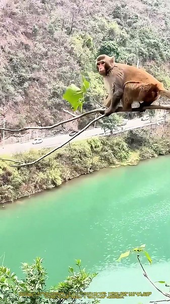 猿の“リンゴ狩り”：枝の上で繰り広げるバランスと知恵