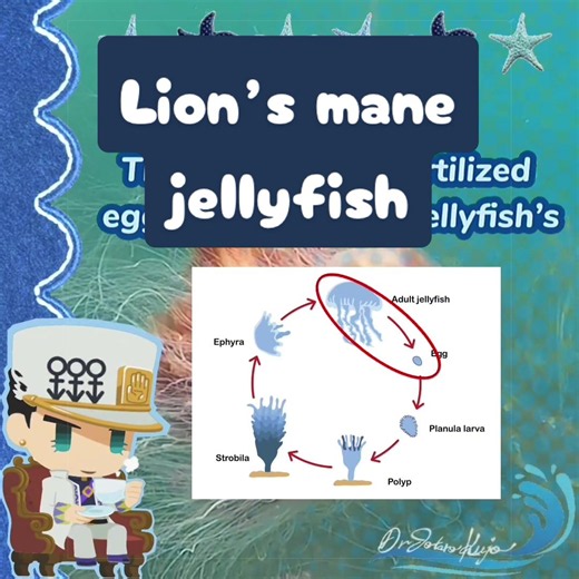 Then there’s the giant siphonophore… #jotaro #jotarokujo #jjba #rant #marinebiology