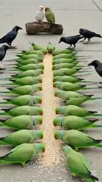 amazing 😍 bird's 🐦 sounds