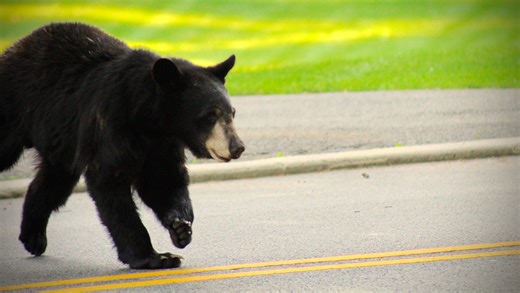 What kind of bears do we have in New Jersey? What to do if you see one
