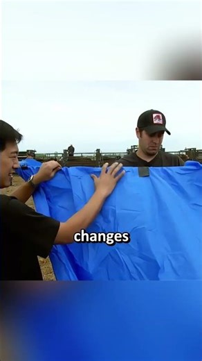 Is it true that bulls is irritated by the color red?