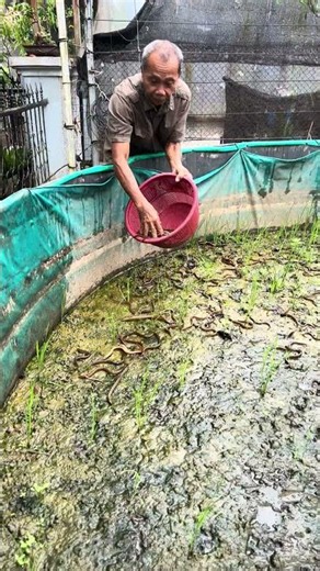 Its eel #budidayabelut #eelcatch #carabudidayabelut