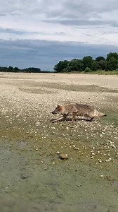 4.5M views · 10K reactions | hunter wolf #wolf #wolves #wolfdog #americandog | Wolf lovers world | Facebook