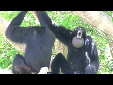 Siamang Gibbons howling at Miami Metrozoo