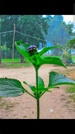 ✔️ How to Get Pro Shots with LMC 8.4 R18! 🎥✨ #fyp #lmc #shorts #ytshorts #lmc #cameratest