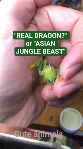 Is this a Real Life Pokémon? 🐛 #shorts #insects #nature #viral