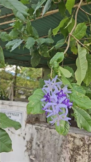 🫂❤️ഒരുപാട് കാത്തിരുന്നു.. ഒരുനാൾ അവൻ എന്നെ തേടി വന്നു🥰❤️