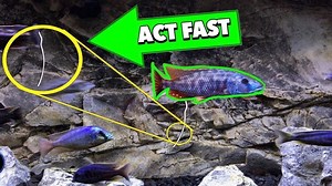 What is hanging out of my fish? [2025] | QAQooking.wiki