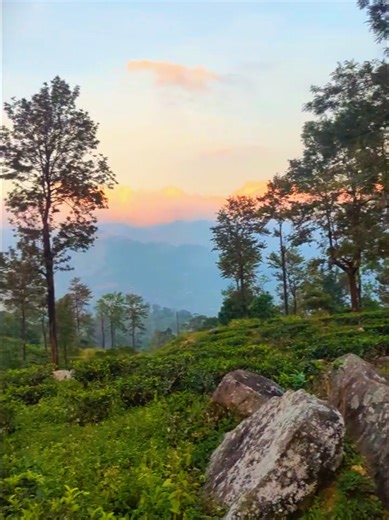 Madolkale Vibes: The Most Beautiful Tea Estate You’ve Never Seen! ☁️🍵 #Madolkale #SriLanka #TeaEstate #VisitSriLanka #naturelovers