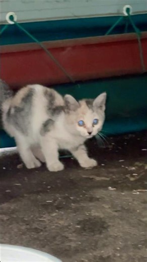 Baby cat with mommy cat #music #songlyrics #cat #song #catvideos