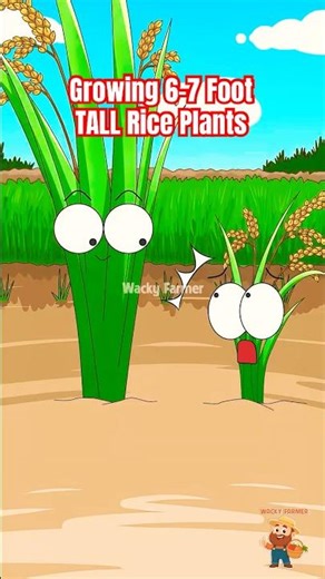 The SECRET to Growing 6-7 Foot TALL Rice Plants #riceplanting #animation