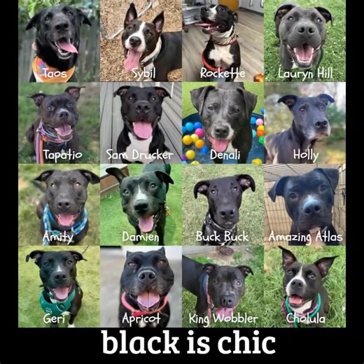 ✨ PSA: Stop sleeping on the black dogs. ✨ We don’t know who started the rumor that black dogs aren’t adoptable, but we’re here to shut. it. down. They’re not “too plain.” They’re not “hard to photograph.” They are sleek, stunning, shadowy masterpieces who go with every aesthetic and never clash with your outfit. They're the little black dress of the dog world. Timeless. Underestimated. Iconic. So if you're passing them by? Bold move. Wrong move. Fix it. Come meet our gorgeous ebony angels and gi