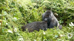 Adult gorillas play too! 🤗 🤩 🤣 Female Tabaro often engages male Turakomeje in playtime. In this video, watch how much fun they are having! 📹 Video: Thadée Muhire | Dian Fossey Gorilla Fund