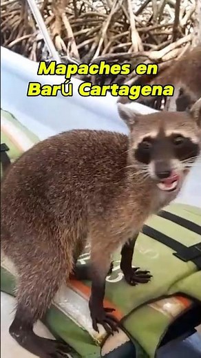 🥰 MAPACHES en Isla Barú Cartagena 🇨🇴