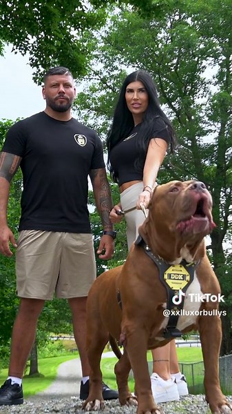Meet the Legendary Hulk: XL American Bully | Dark Dynasty K9s