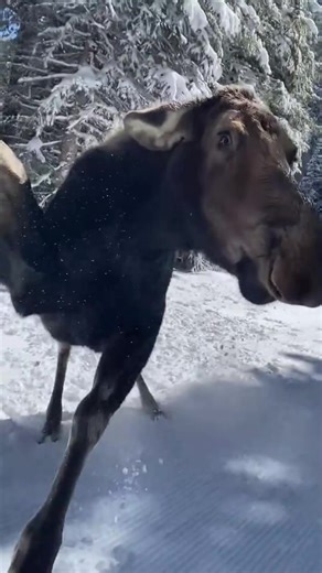 Hilarious Moose Moments: A Funny Animal Encounter