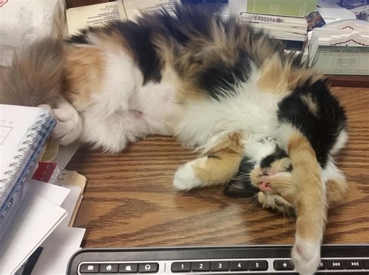 Bella the Alamo cat inspires new children's picture book