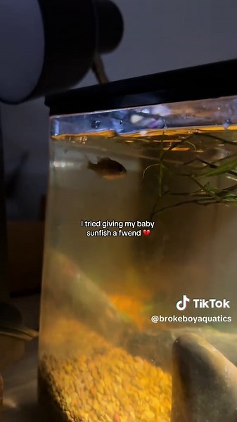 Baby Sunfish Interaction: A Heartwarming Attempt
