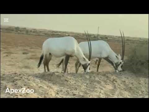 Majestic White Deer Spotted in the Wild | Rare Animal Encounter