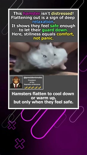 Why do hamsters flatten out ?