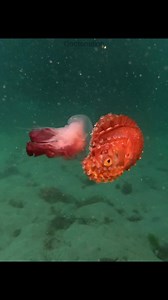 3.9K views · 156 reactions | Which fact below blows your mind❓ :...