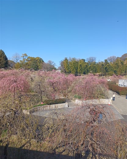 名古屋市農業センター dela ふぁーむ｜天白区平針 | 2月21日（土）本日のしだれ梅の開花状況は「三分咲き」です。 三連休の初日、天候も良くお出かけ日和ですね、しだれ梅も少しずつ花が増え始めています。たくさんの出店ブース、キッチンカー、日光さる軍団も来ています、皆さんお待ちしております。 🌺ー🌺ー🌺ー🌺ー🌺ー🌺ー🌺ー🌺ー🌺... | Instagram