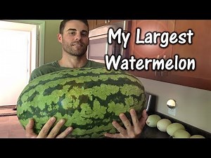 Measuring and Weighing My Largest Melon (2018 Carolina Cross)