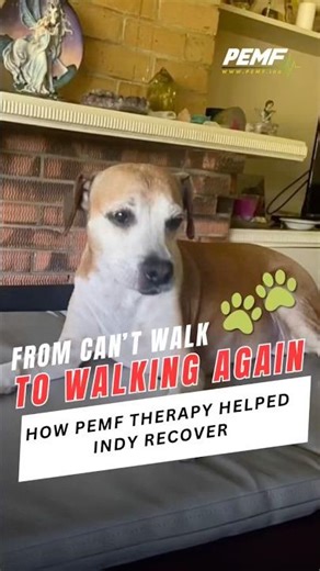 PEMF Therapy for Pets 🐾 | 30 Seconds 🐶 One Big Transformation