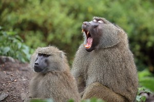 Raging baboons brutally attack hikers with rocks