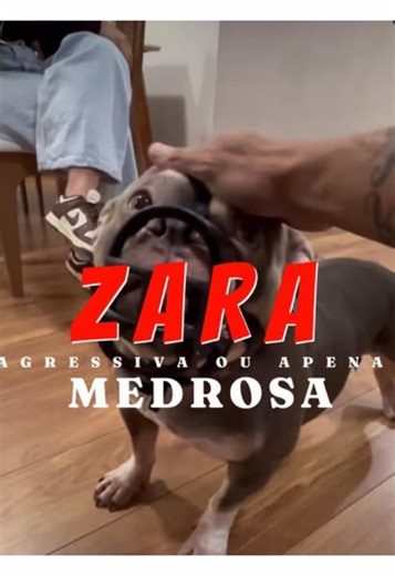 Transformação da Zara: Adestramento de American Bully